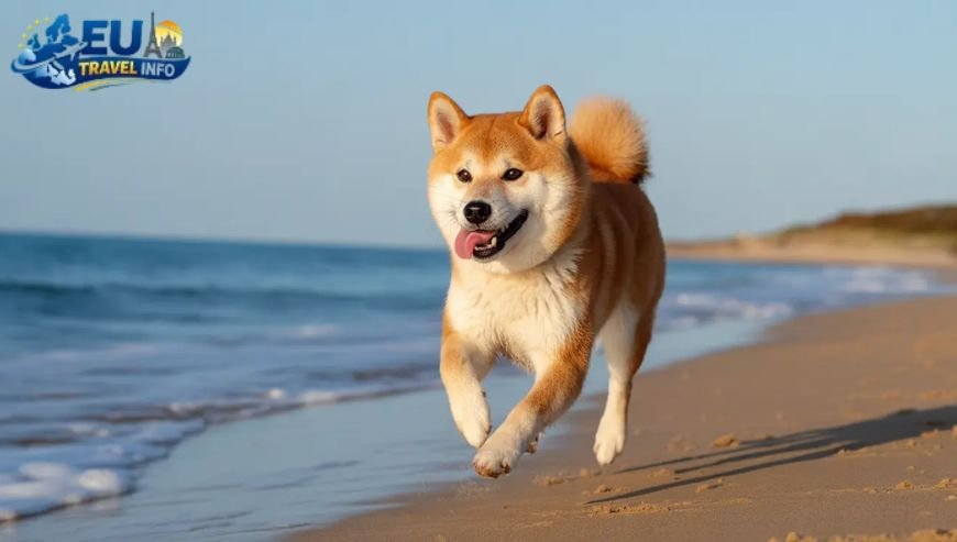 The Ultimate Destination Meneou Dog Beach