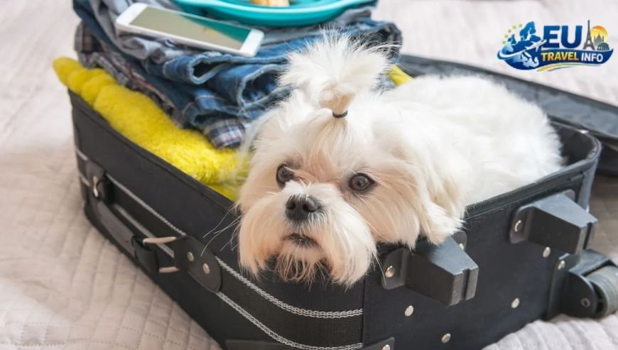 The Ultimate Doggy Suitcase