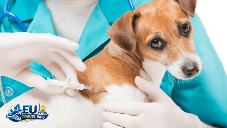 The Very First Step The Microchip dog