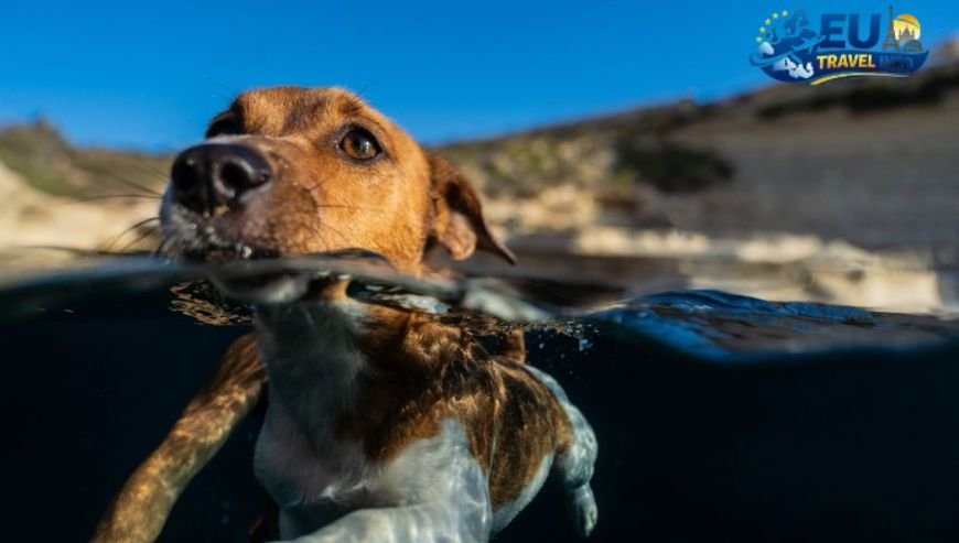 The Wonder of St. Peter’s Pool dog