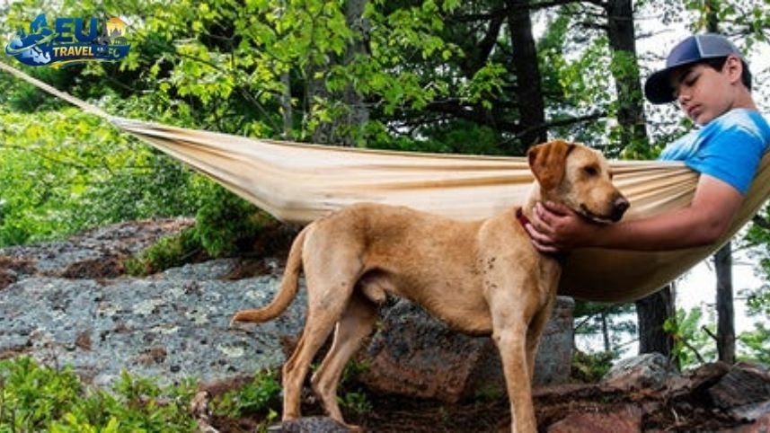 The best 15 campings dog friendly in Bulgaria (2026)