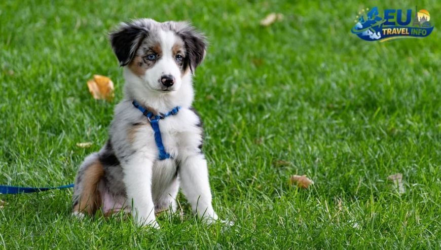 The best dog friendly places budapest offers for a run