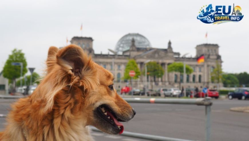 Therefore, you might prefer the city life in Berlin. dog