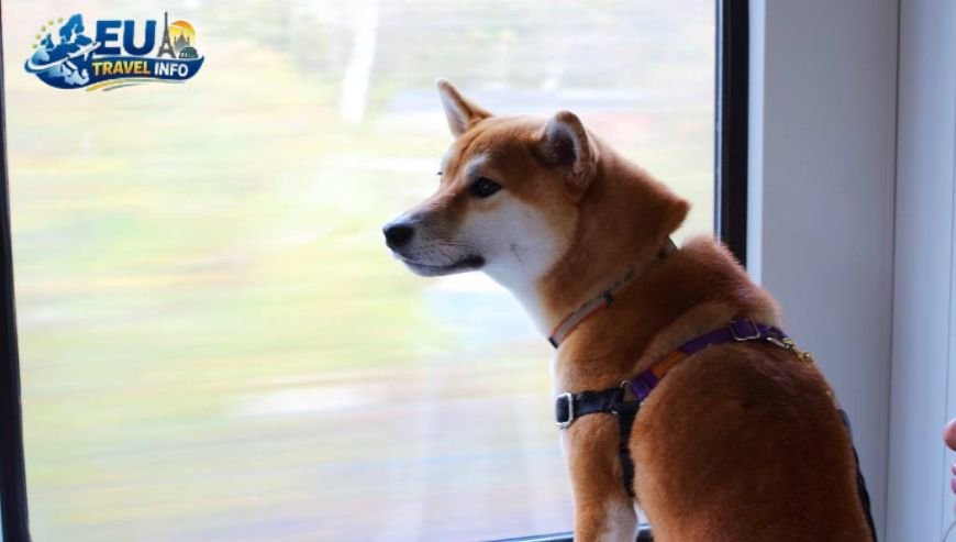 Things To Do In Berlin With Dogs