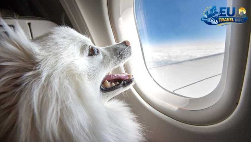 Think Before You Fly dog