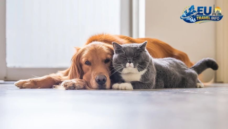 Tips for Cat Owners dog