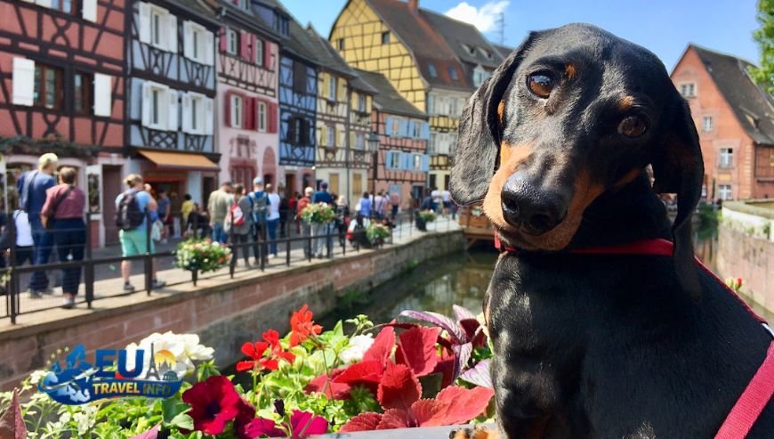 Tips for Traveling with Dogs in France
