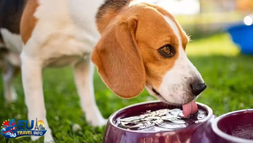 To Eat and Drink with Your Dog