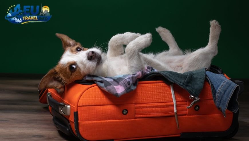 To Prepare Your Dog for the Trip