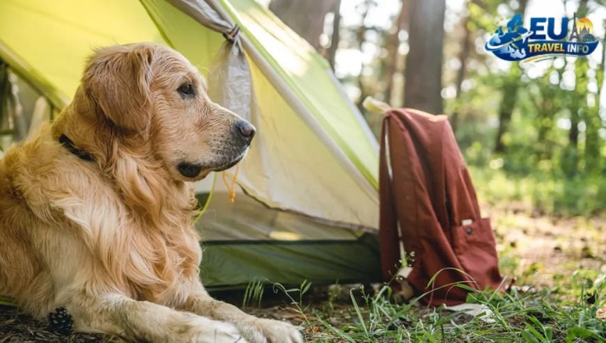 Top 10 Dog-Friendly Campsites (UK and USA)