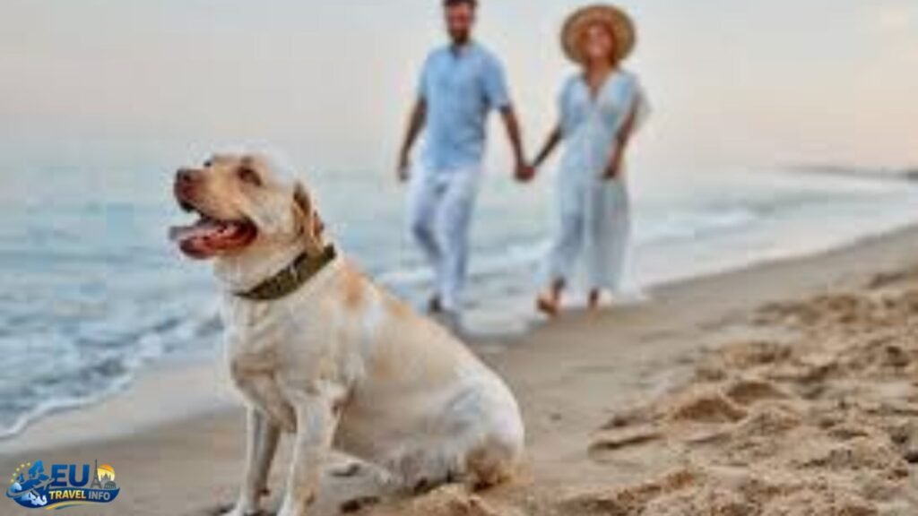 Top 10 most dog friendly beaches in Europe
