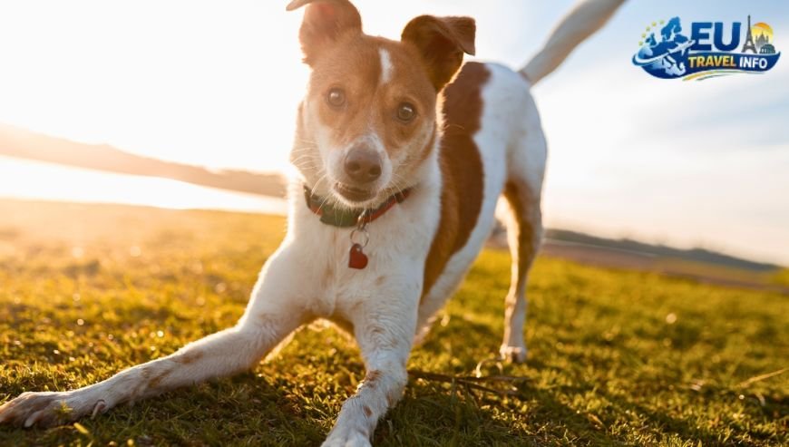 Top Activities and Sightseeing With Dog (13)