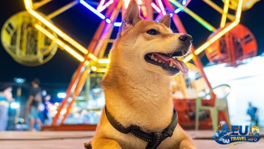 Top Activities and Sightseeing With Dog (17)