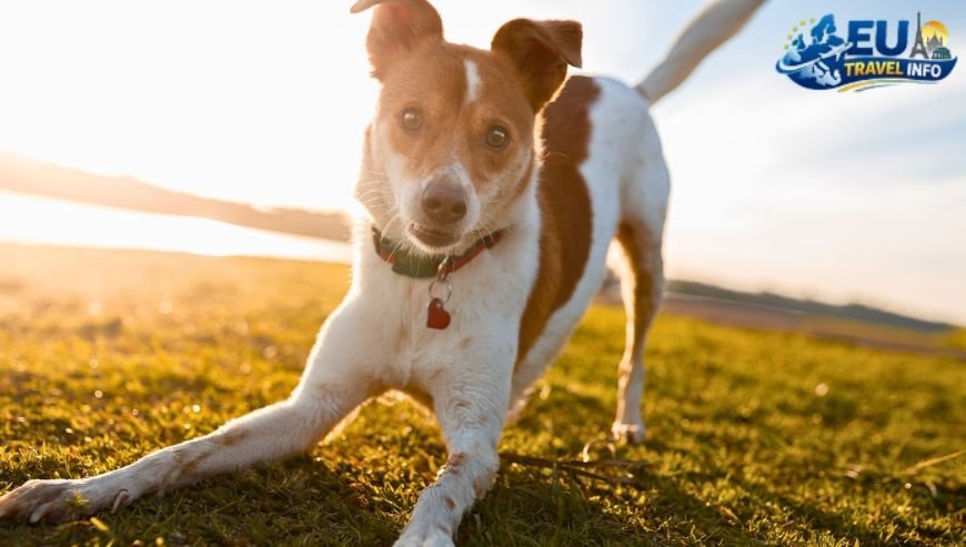 Top Activities and Sightseeing With Dog (18)