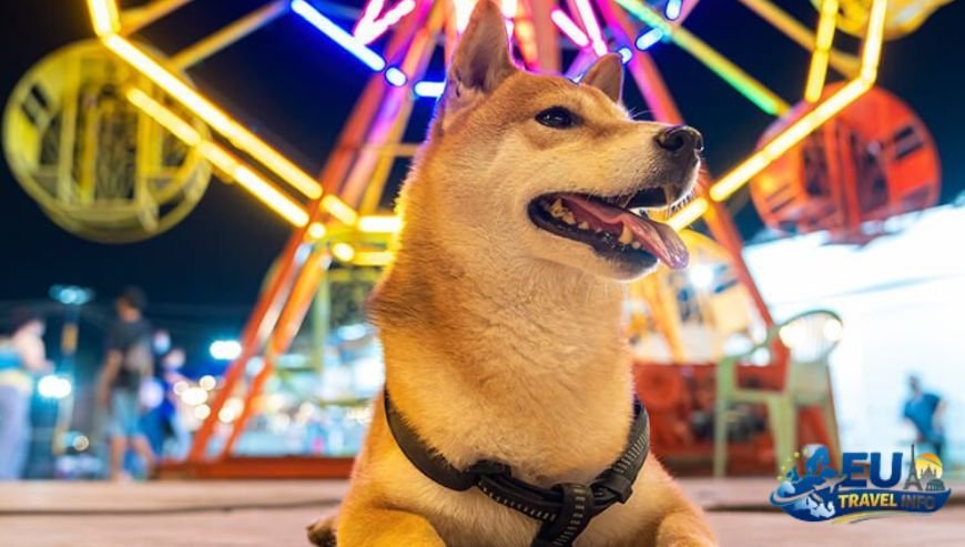 Top Activities and Sightseeing With Dog (2)