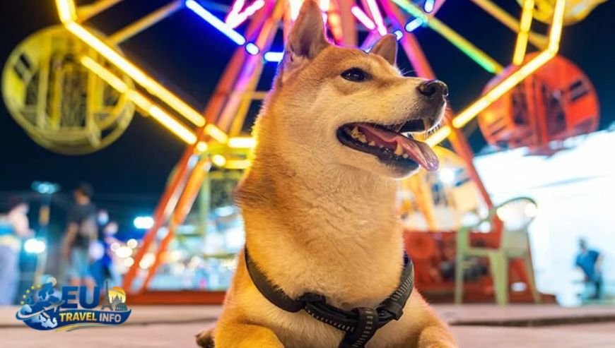 Top Activities and Sightseeing With Dog (22)