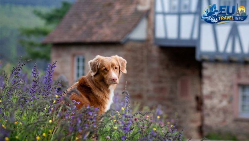 Top Activities and Sightseeing With Dog (23)