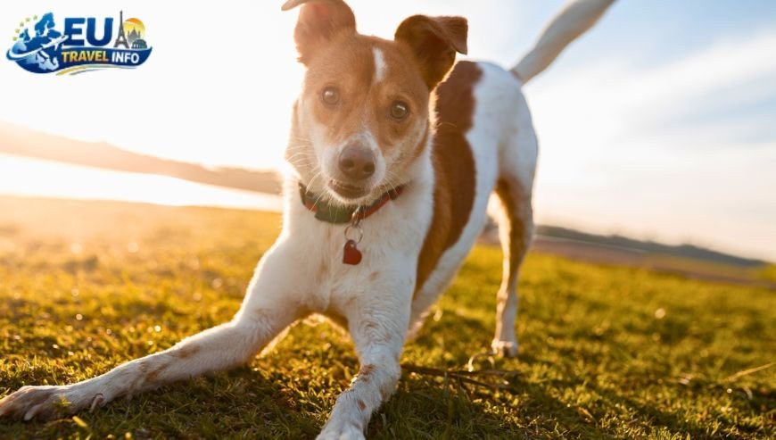 Top Activities and Sightseeing With Dog (26)