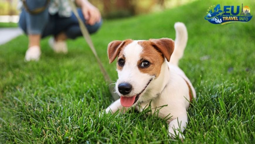 Top Activities and Sightseeing With Dog (27)