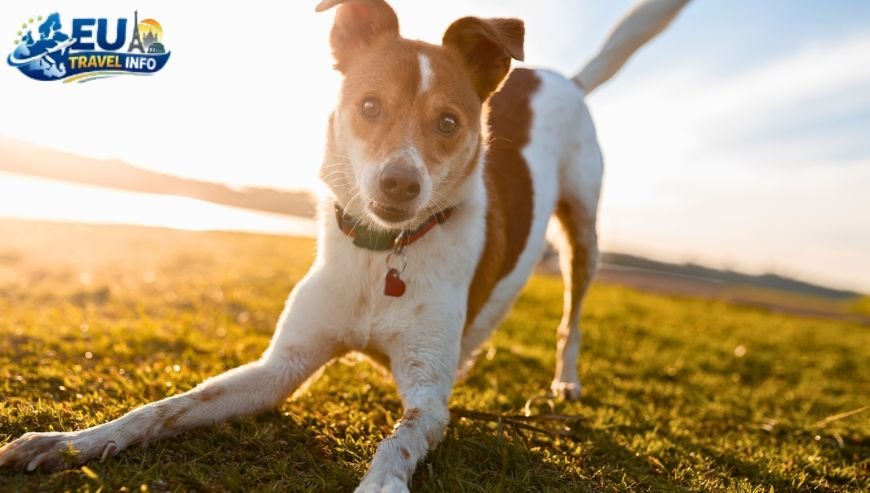 Top Activities and Sightseeing With Dog (3)