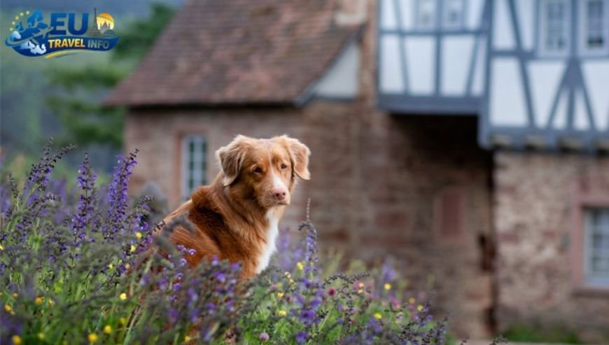 Top Activities and Sightseeing With Dog (6)