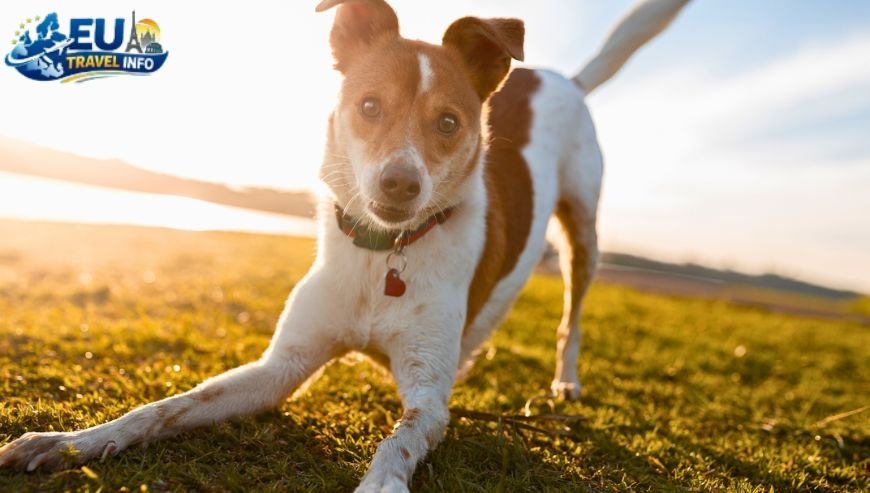 Top Activities and Sightseeing With Dog (7)