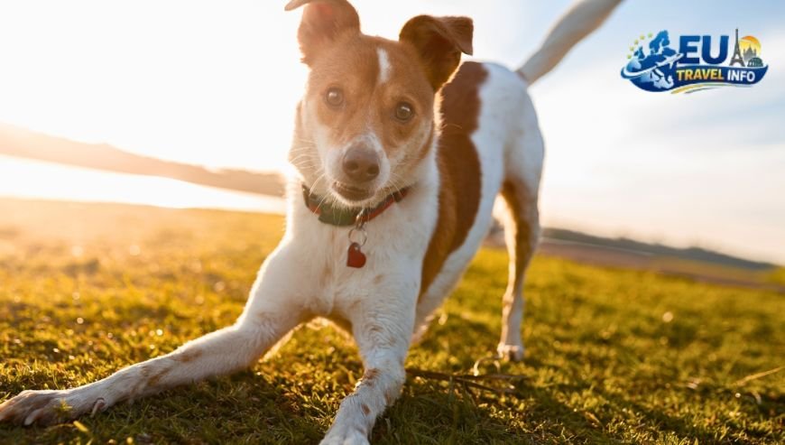 Top Activities and Sightseeing With Dog (9)