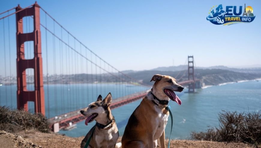 Top Activities and Sightseeing With Dog