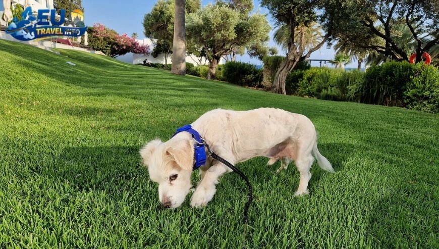 Top Dog Friendly Accommodations in Cyprus