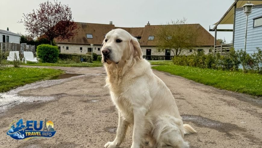 Top Dog Friendly Camping Spots Across France