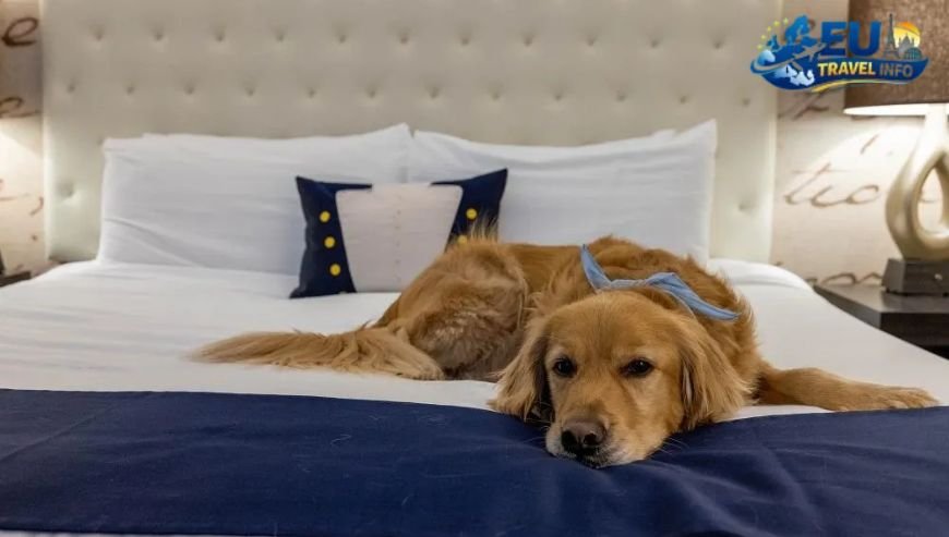 Top Dog Friendly Hotels for Your Stay