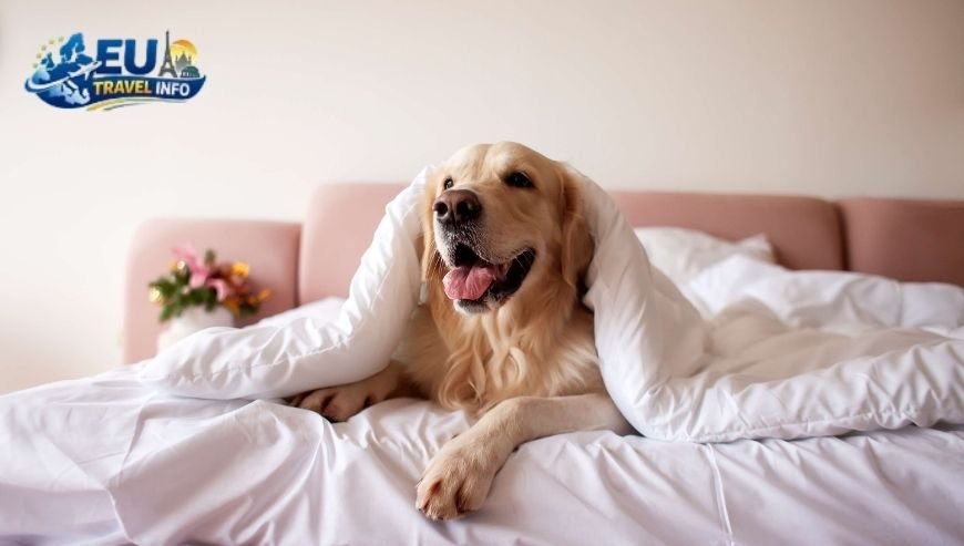 Top Dog Friendly Hotels in Paris