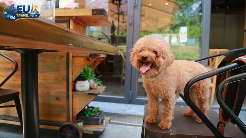 Top Dog Friendly Restaurants and Cafes in Tirana