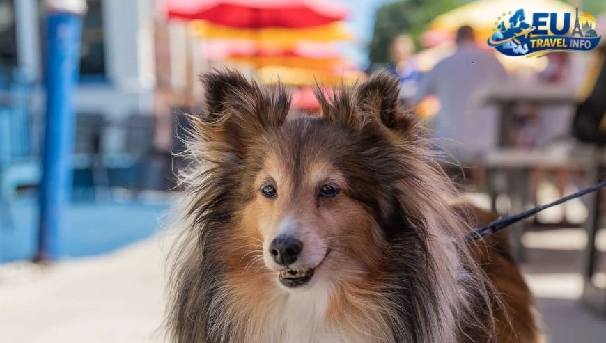 Top Dog Friendly Restaurants in Geneva Switzerland