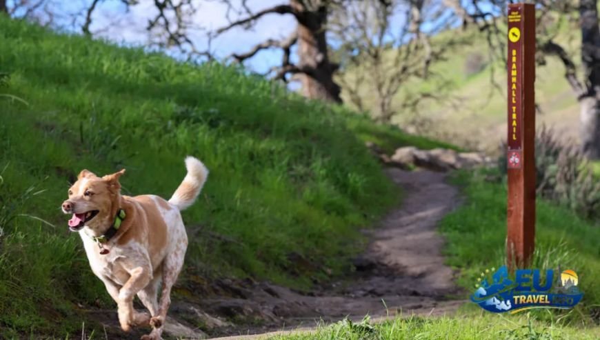 Top Dog-Friendly Trails Near Poprad