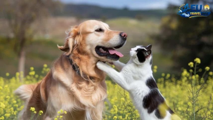 Top Pet Relocation Services from the US to Europe