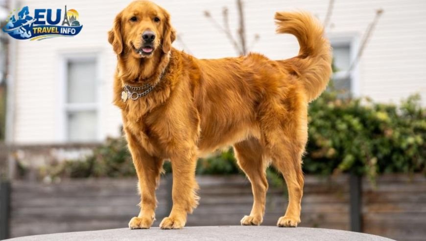 Top Picks in Brno dog