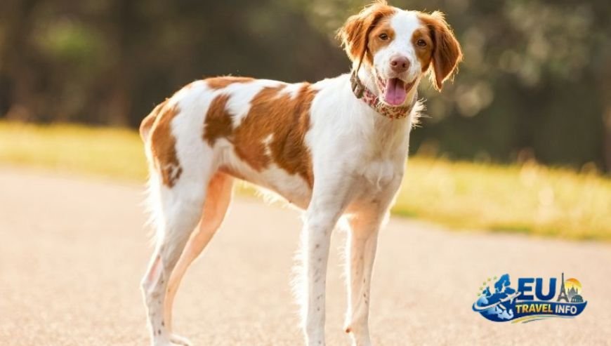 Top Region 2 Beautiful Brittany dog
