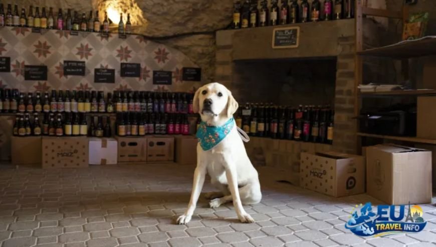 Top Region 4 Central France and the Loire Valley dog