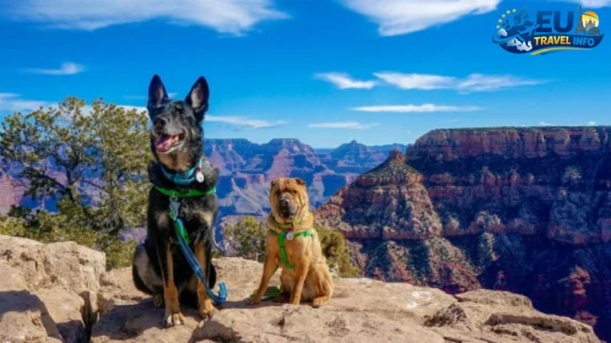 Top Sights To See With Your Pet dog
