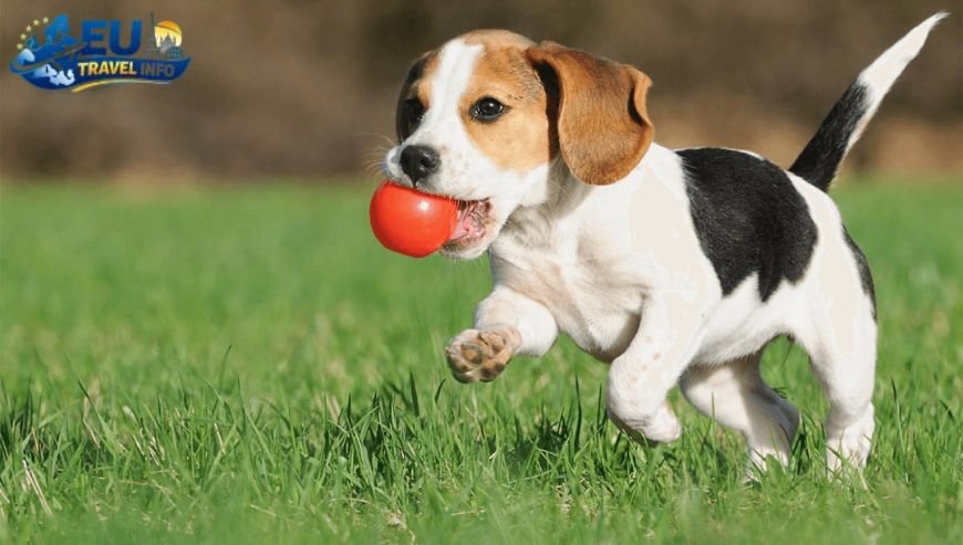 Top-Tier Luxury The Best Dog Hotels Cyprus