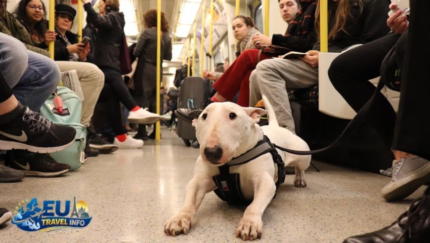 Trams and Buses in the Capital dog