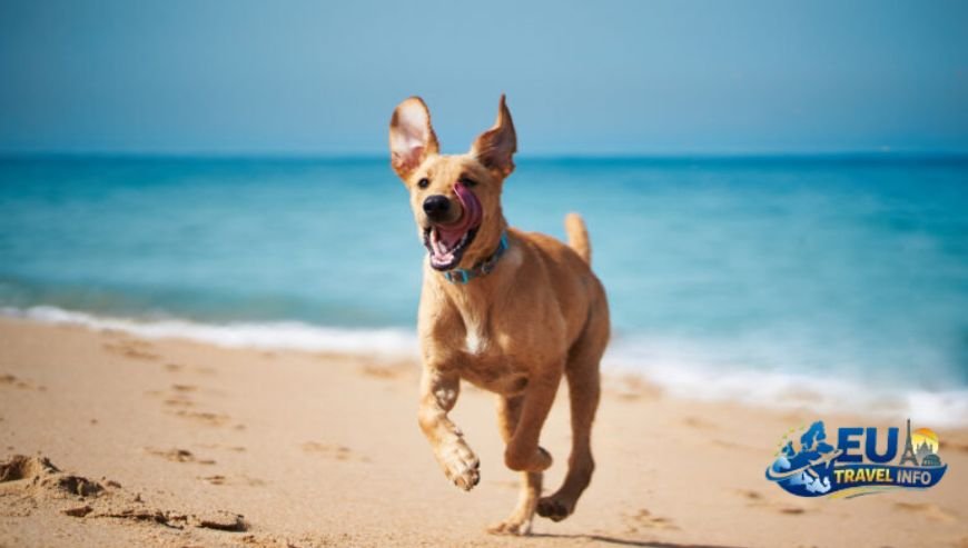 Transitioning to the Italian Lakes dog