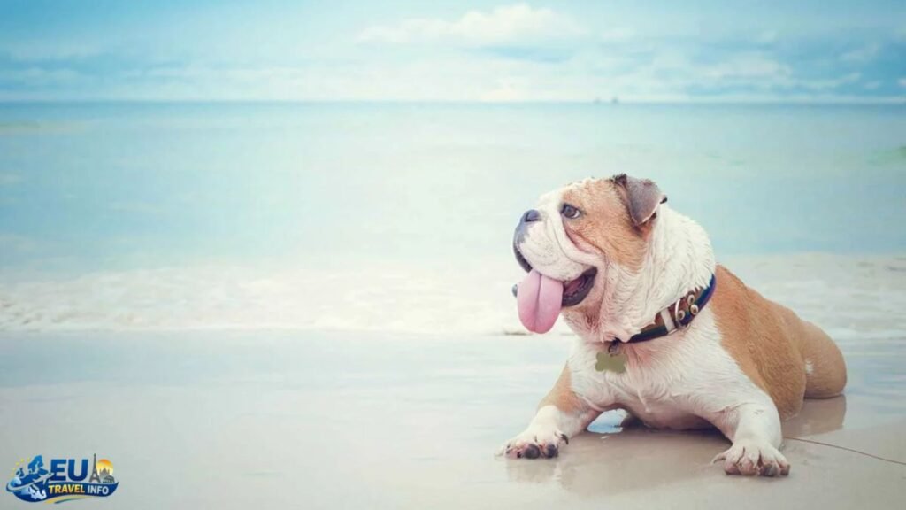 Traveling in Croatia with a Dog