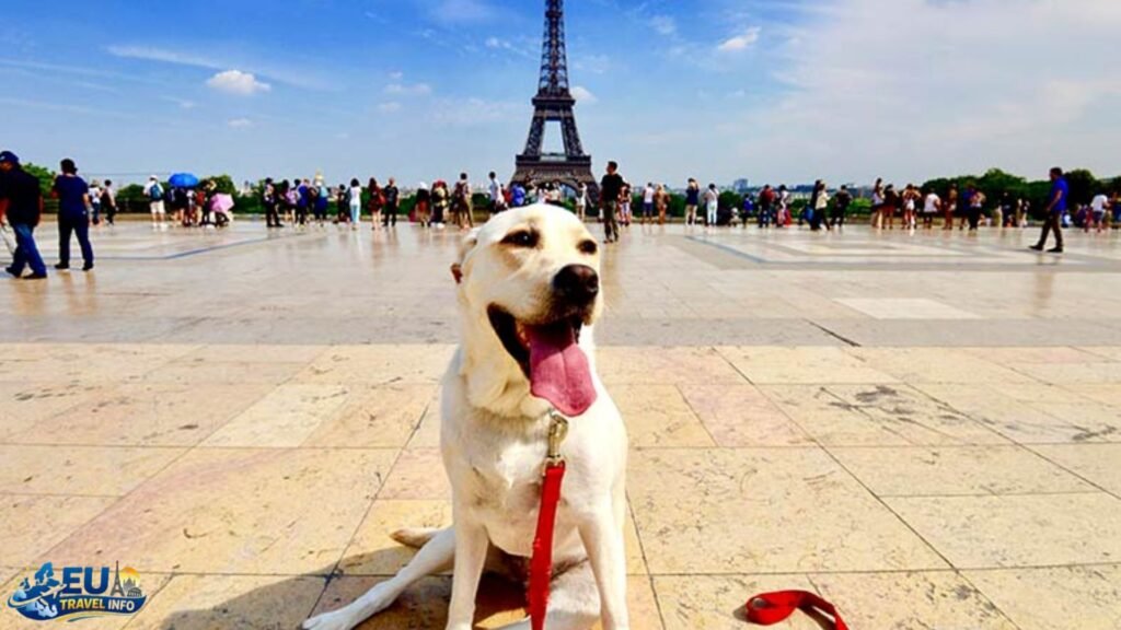Traveling in France with a dog