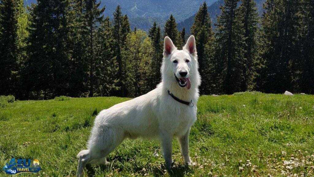 Traveling in Germany with a dog