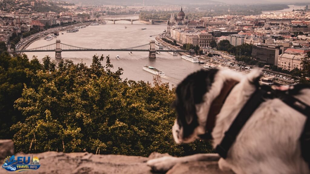 Traveling in Hungary with a Dog