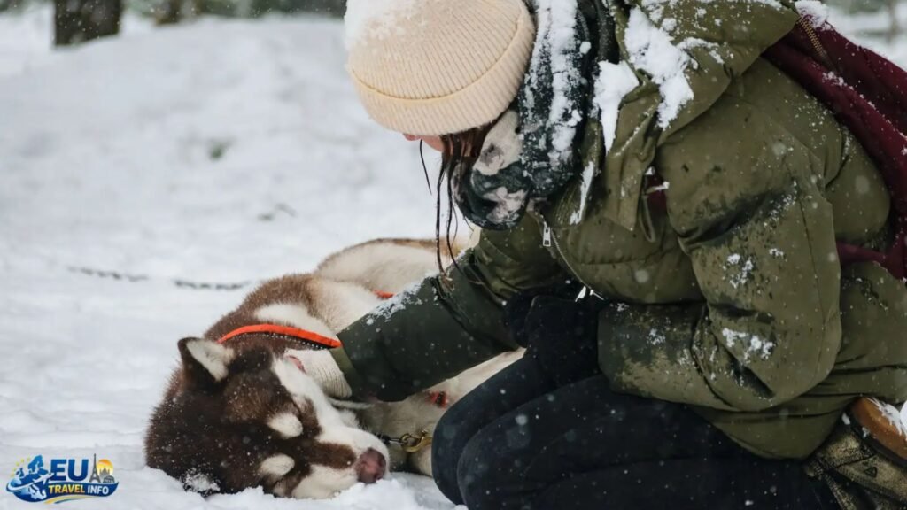 Traveling in Latvia with a dog