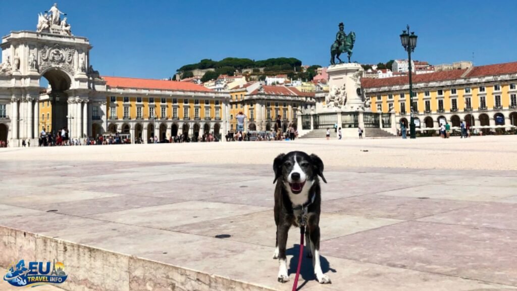 Traveling in Portugal with a dog