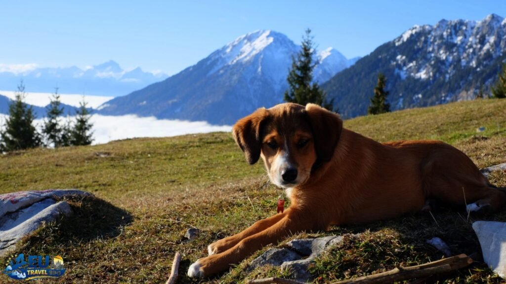 Traveling in Slovenia with a Dog